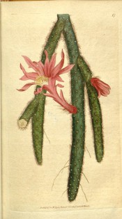 Figured is a prickly cactus with pendant, tubular stems and trumpet-shaped red flowers.  Curtis's Botanical Magazine t.17, 1787.