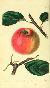 Figured is a red and yellow apple with russet streaks. Pomological Magazine t.69, 1829.