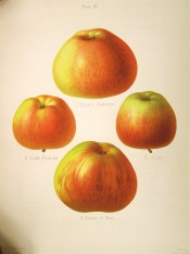 4 varieties of apple are figured here, all large to medium sized, yellow skin, striped red. Herefordshire Pomona pl.12, 1878.