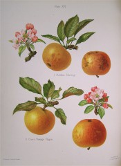 2 very similar apples are figured, both round, yellow, with fine red striations. Herefordshire Pomona pl.16, 1878.