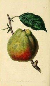 Figured is an oval, angular green apple, red on one side.  Pomological Magazine t.140, 1830.