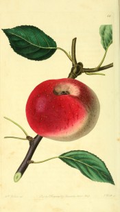 The apple figured has yellow skin, largely covered with bright red. Pomological Magazine t.66, 1829.