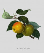 The apple figured is greenish-yellow suffused with orange and with red markings. Pomona Londinensis pl.32, 1818.
