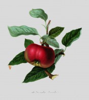 The apple figured is somewhat flattened and bright crimson. Pomona Londinensis pl.13, 1818.