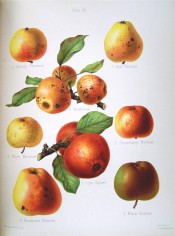 8 varieties of apple are figured all small, yellow or green, red-flushed or russety. Herefordshire Pomona pl.11, 1878.