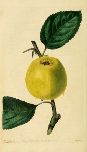 The apple figured has yellow skin lightly speckled with brown. Pomological Magazine t.113, 1830.