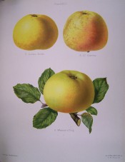 3 varieties of apple are figured here, all large to medium sized, yellow skin, flushed red. Herefordshire Pomona pl.23, 1878.