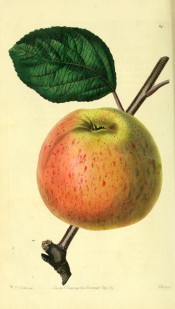 The apple figured has yellow skin flushed orange and lightly speckled with red. Pomological Magazine t.84, 1829.