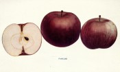 Figured are 3 deep red apples, one sectioned to show pure white flesh. Apples of New York vol.1, p.66, 1905.