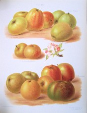 9 varieties of apple are figured here, variable, small to large, green or yellow, re-flushed. Herefordshire Pomona pl.54, 1878.