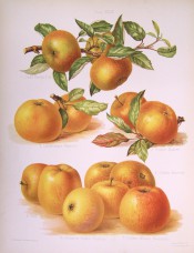 7 varieties of apple are figured, all medium sized with yellow skin sometimes mottled red. Herefordshire Pomona pl.49, 1878.