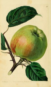 The apple figured is an irregular shape, greenish with red blush and streaks. Pomological Magazine pl.98, 1830.