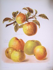 5 apples are illustrated, all yellow-skinned, flushed red with some russetting. Herfordshire Pomona pl.59, 1878.