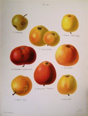 8 apples are illustrated, small to medium in size and in shades of yellow and red. Herefordshire Pomona pl.3, 1878.