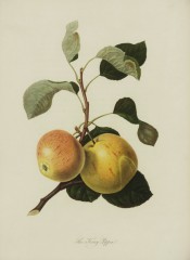 The apple figured has pale yellow-green skin flushed pink and with fine red streaking. Pomona Londinensis pl.20, 1818.