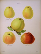 5 apples are illustrated, all conical in shape and yellow-skinned, one red streaked. Herfordshire Pomona pl.4, 1878.