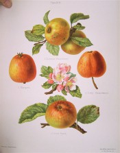 4 varieties of apple are figured here, all yellow, finely striped with strawberry red. Herefordshire Pomona pl.19, 1878.