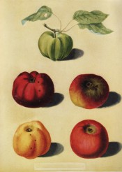 5 apples are illustrated, all large and variable in shape, green, red or yellow-skinned. Pomona Britannica pl.92, 1812.