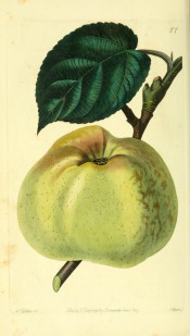 The apple figured is an irregular conical shape, greenish-yellow with brown russet markings. Pomological Magazine pl.77, 1829.