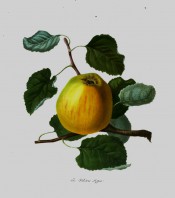 The apple figured is a pale yellow colour, tinged with red. Pomona Londinensis pl.3, 1818.