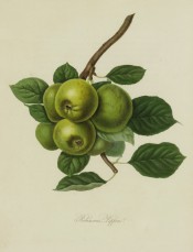 The apples figured are deep green in colour with some brownish-green marks. Pomona Londinensis pl.42, 1818.