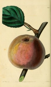 The apple figured has brownish-green skin, flushed red and with russet patches. Pomological Magazine t.125, 1830.