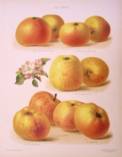 6 varieties of apple are depicted, all with yellow skins streaked with red. Herefordshire Pomona pl.39, 1878.