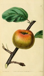 The apple figured is flattish in shape, yellow with an orange flush. Pomological Magazine pl.130, 1830.