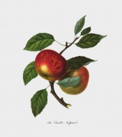 The apple figured has a green ground heavily suffused with scarlet . Pomona Londinensis pl.12, 1818.
