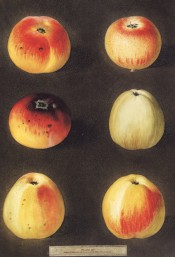 6 varieties of apple are depicted, all with yellow skins more or less streaked with red. Pomona Brittanica pl.90, 1812.