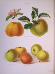 4 varieties of apple are figured here, all yellow-green, some striped with bright red. Herefordshire Pomona pl.25, 1878.