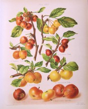 8 apples are illustrated, most of then small crab apples in shades of yellow and red. Herefordshire Pomona pl.75, 1878.