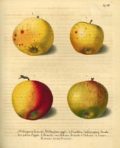 Figured  are 4 apples, all yellow skinned with varying amounts of red streaking. Deutschlands Kernobstsorten t.7, 1833.