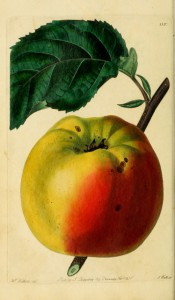 This round apple has yellow skin, bright red on one side. Pomological Magazine t.110, 1830