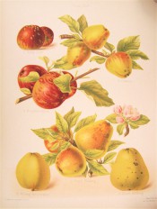 6 varieties of apple are depicted, small, round or conical in shape, yellow or red skinned. Pomona Brittanica pl.45, 1878.