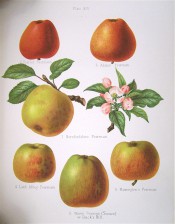 6 varieties of apple are depicted, all with yellow skins streaked with red, one is all red. Herefordshire Pomona pl.14, 1878.