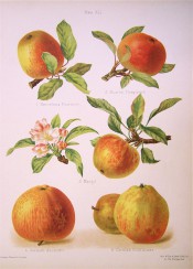 5 apples are illustrated, round to conical shaped, yellow-skinned with variable red streaking. Herfordshire Pomona pl.4, 1878.