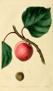 Figured is a small apricot with reddish skin, shown with stem and leaves + kernel. PM t.146, 1830.