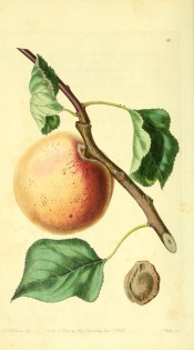 Figured is a large orange apricot with stem and leaves + kernel. PM t.11, 1828.