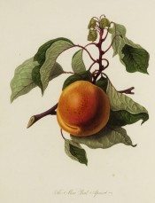 Figured is a large orange apricot with stem and leaves. PL vol.1, pl.9, 1818.