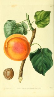 Figured is a large orange apricot with stem and leaves + kernel. PM t.25, 1828.