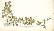 Figured is a succulent with ovate, bright green leaves and solitary red-purple flowers.  Jacquin IPR pl.487, 1781-1793.