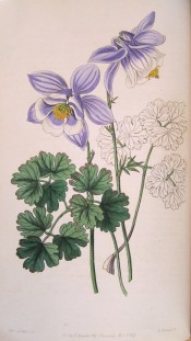 The flowers are pale mauve-violet with white edged corolla and very short spurs.  Botanical Register f.19, 1847.