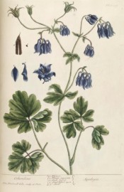 Depicted are the leaves and pendant, violet blue flowers with short spurs.  Blackwell pl.409, 1739.