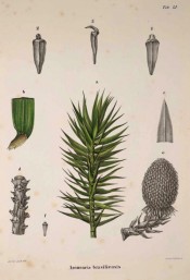 Leaves, female cone and seeds are illustrated.  Die Coniferen t.LI, 1840-41.