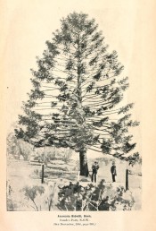 The photograph shows a Bunya pine in the Camden Park gardens in 1908.  Agricultural Gazette of NSW, June 2nd, p.3, 1908.