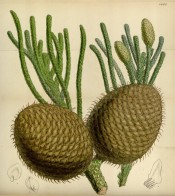 Illustrated are female cones and leaves.  BM t.4635, 1852.