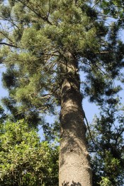 The photograph is of a mature tree at Camden Park.  George Thomas 2007.