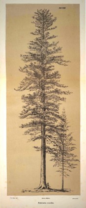 A lithograph shows a mature tree, presumably on Norfolk Island.  Die Coniferen t.XLII, 1840-41.