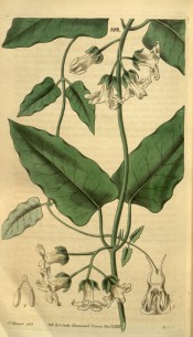 Figured is a climber with lance-shaped leaves and white cup-shaped flowers.  Curtis's Botanical Magazine t.3201, 1832.